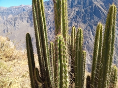 Corryocactus brevistylus, photograph (c) Michal Honskus, some rights reserved (CC BY)