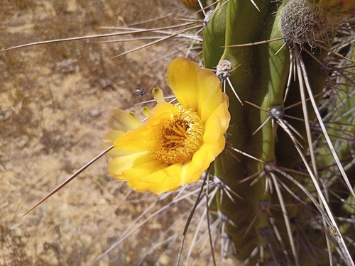 Corryocactus brevistylus, photograph 6