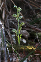 Pterostylis williamsonii