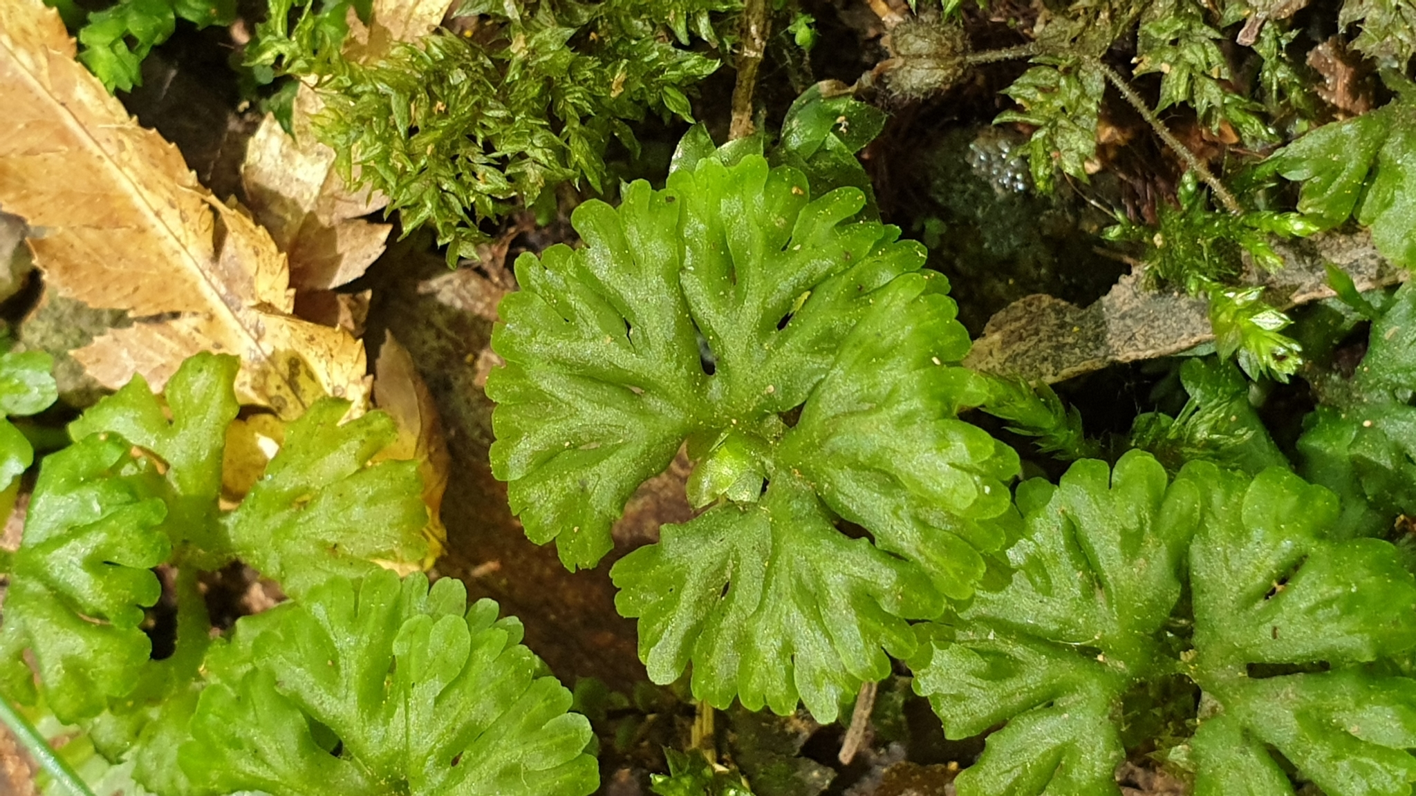 Hymenophyton flabellatum