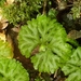 Shiny Film Liverwort - Photo (c) Andrew Thornhill, some rights reserved (CC BY), uploaded by Andrew Thornhill