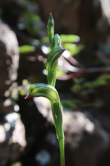 Pterostylis williamsonii