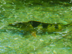 Cichla ocellaris