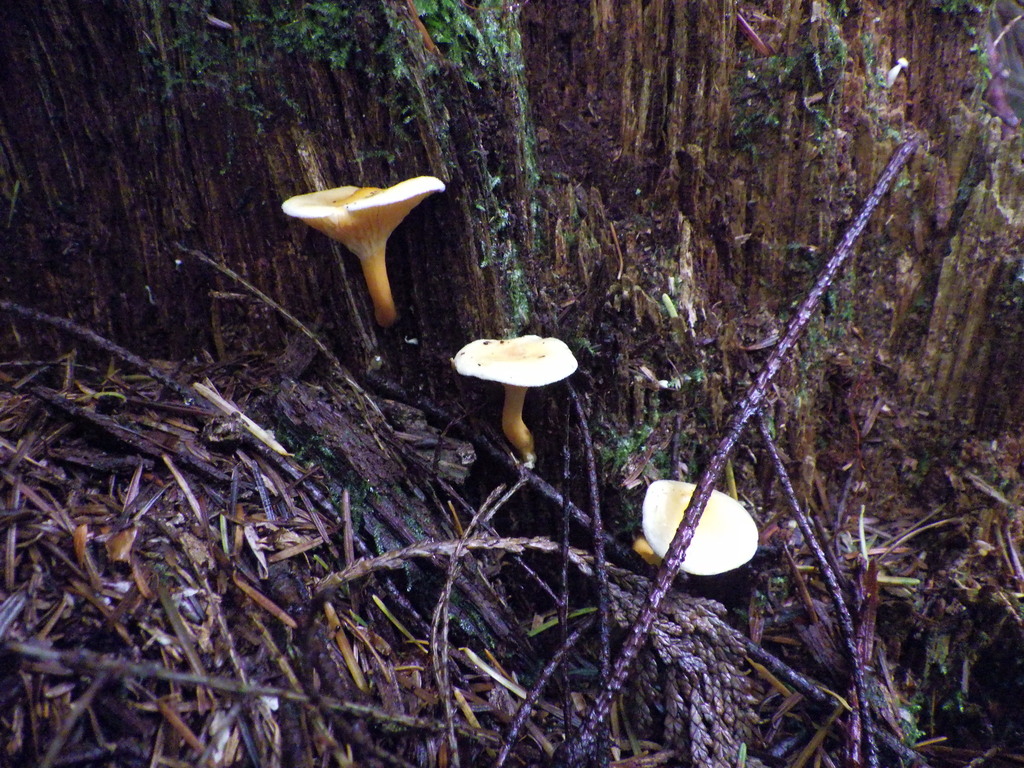 Hygrophoropsis aurantiaca · November 2025 · photo: © antonioverdi (iNaturalist, cc0)