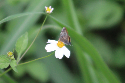 Photo of Gold-bordered Hairstreak (Rekoa palegon)