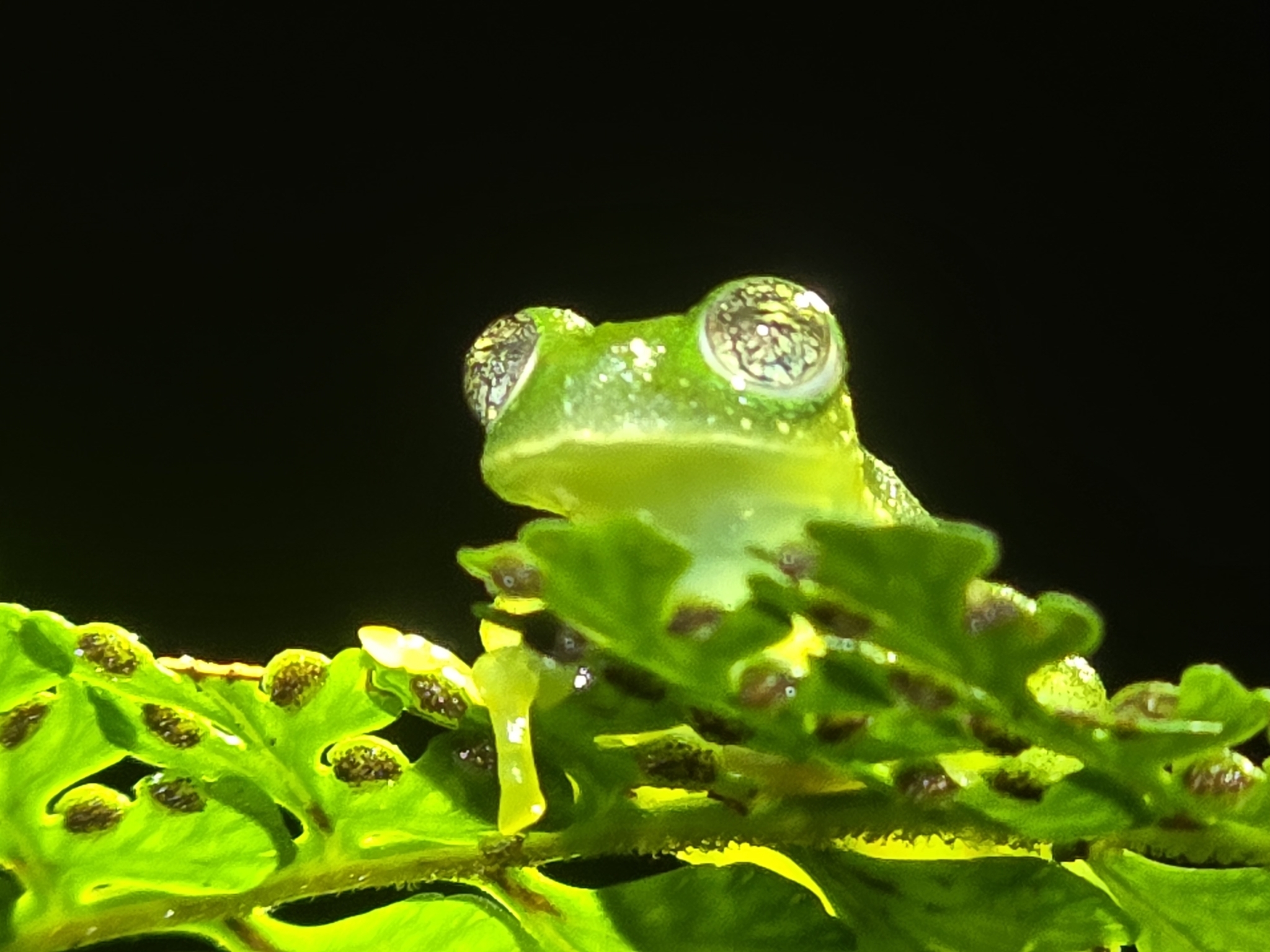 Sanchez's Giant Glass Frog