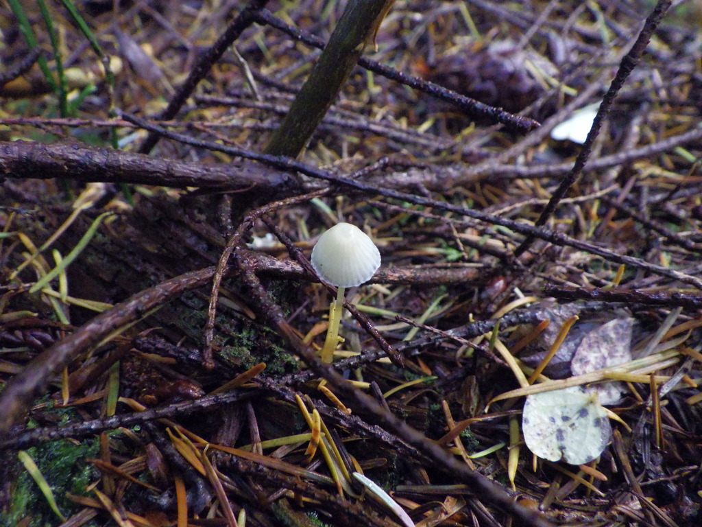 Mycena epipterygia · November 2025 · photo: © antonioverdi (iNaturalist, cc0)