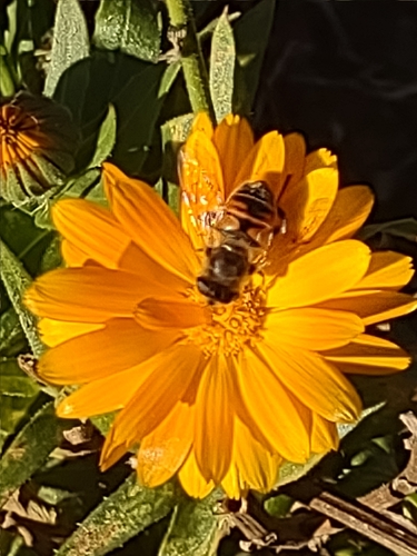 Unknown species found near Milford, CT 06460, USA
