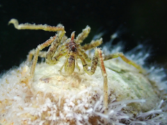 Ammothea hilgendorfi