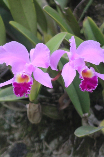 Cattleya trianae