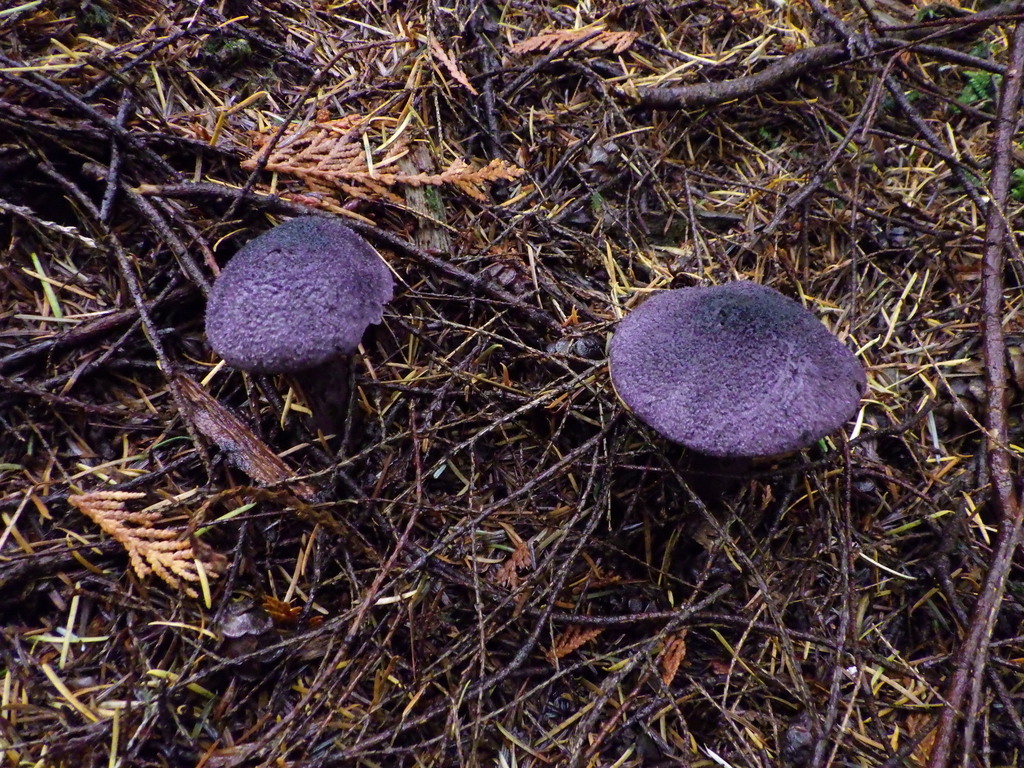 Cortinarius violaceus · November 2025 · photo: © antonioverdi (iNaturalist, cc0)