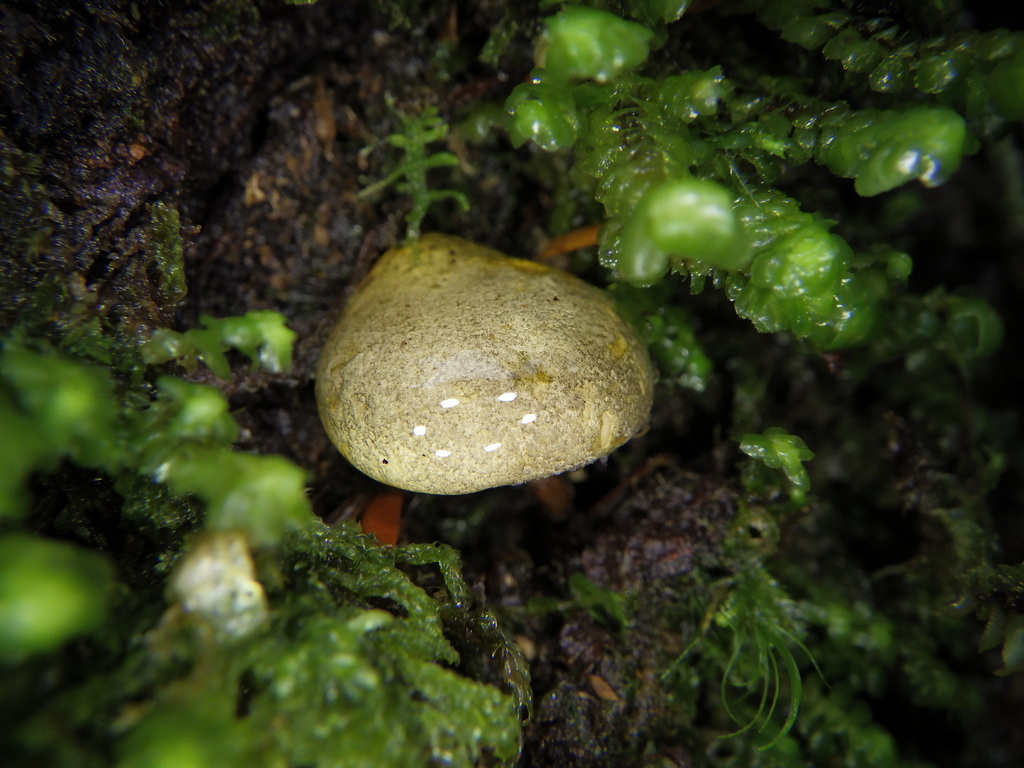 Sarcomyxa serotina · November 2025 · photo: © antonioverdi (iNaturalist, cc0)