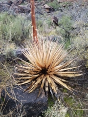 Agave utahensis kaibabensis