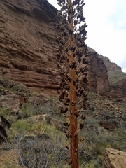 Agave utahensis kaibabensis