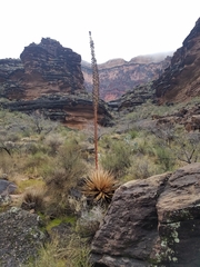Agave utahensis kaibabensis