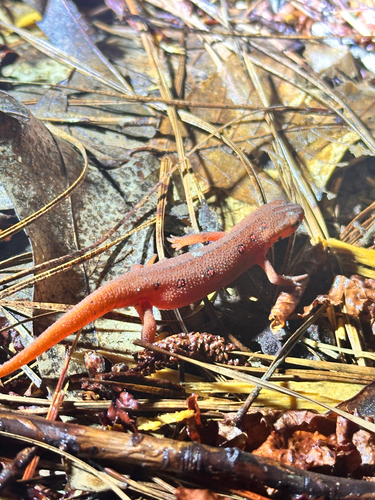 Eastern Newt