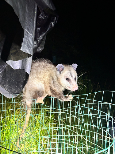 Opossum