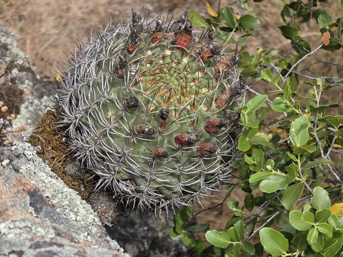Eriosyce marksiana