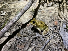 Ornate Burrowing Frog photo 2