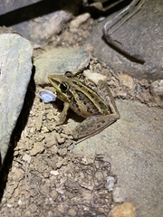 Litoria nasuta
