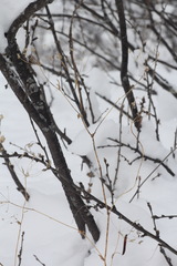 Bupleurum multinerve