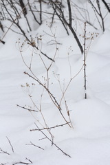 Bupleurum multinerve