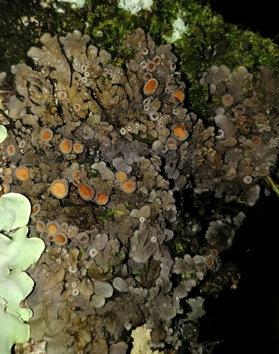 Physma byrsaeum observed 2019-10-18
