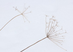 Peucedanum morisonii