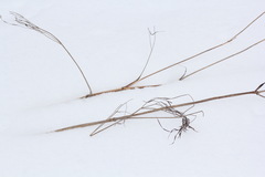 Peucedanum morisonii