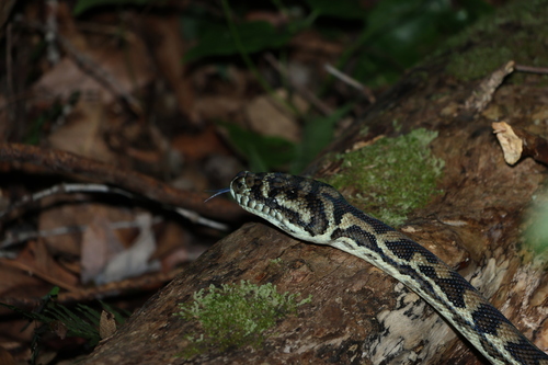 Coastal Carpet Python sighting