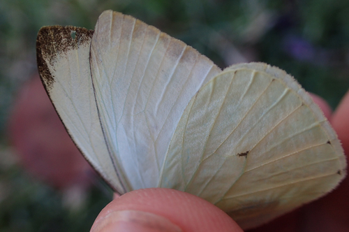 Leptophobia aripa