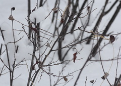 Cotoneaster melanocarpus