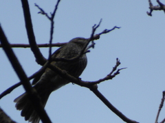 Hypsipetes amaurotis