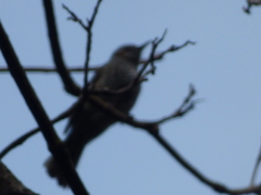 Hypsipetes amaurotis