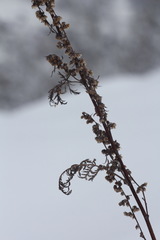Artemisia tanacetifolia