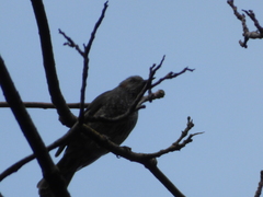 Hypsipetes amaurotis