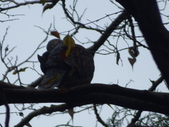 Streptopelia orientalis
