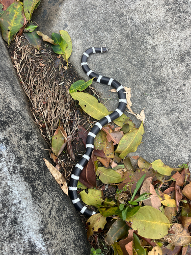 Eastern Bandy Bandy sighting