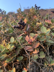 Angiospermae