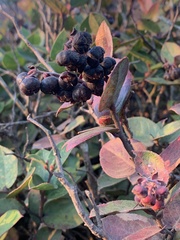 Angiospermae