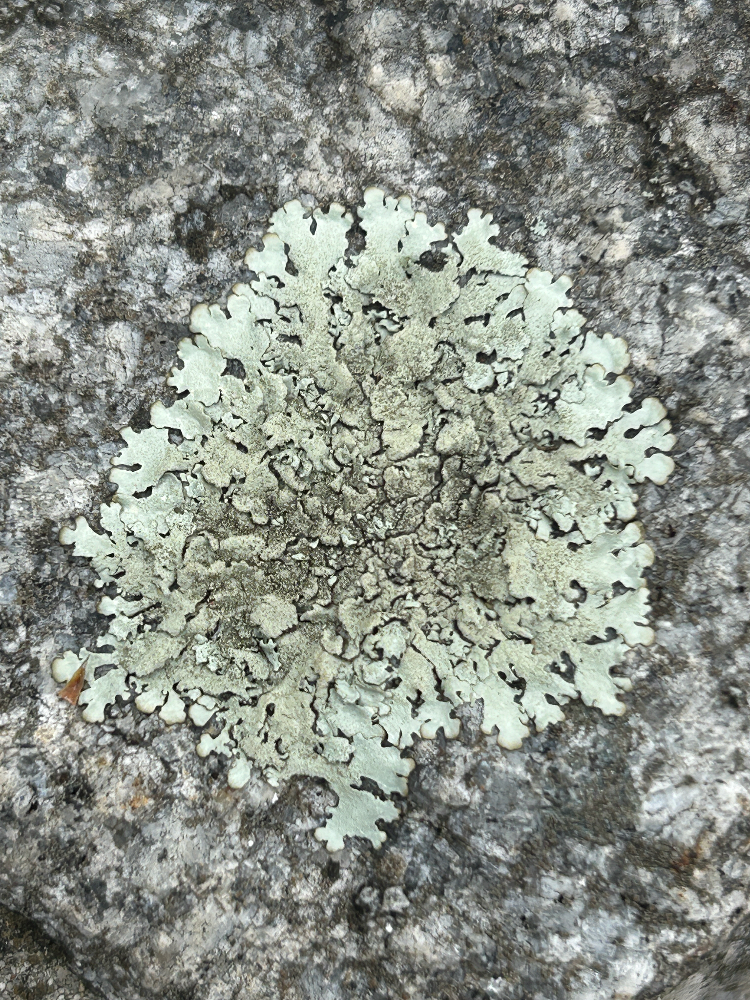 rock shield lichens (Genus Xanthoparmelia) · iNaturalist