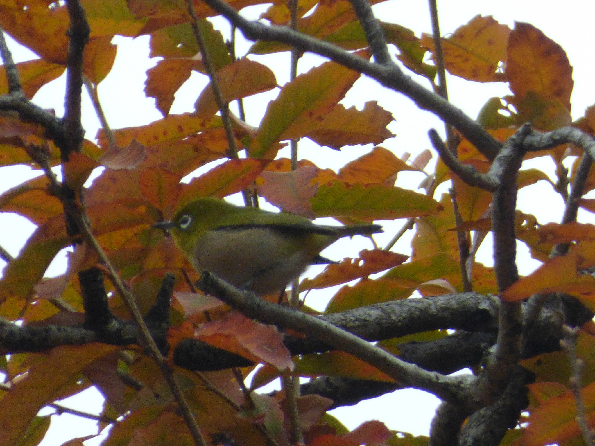 Warbling White-eye