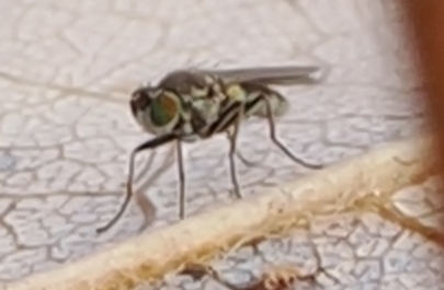 Unknown species found near Town Center, Columbia, MD, USA