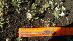 Stellaria eschscholtziana