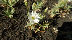 Stellaria eschscholtziana