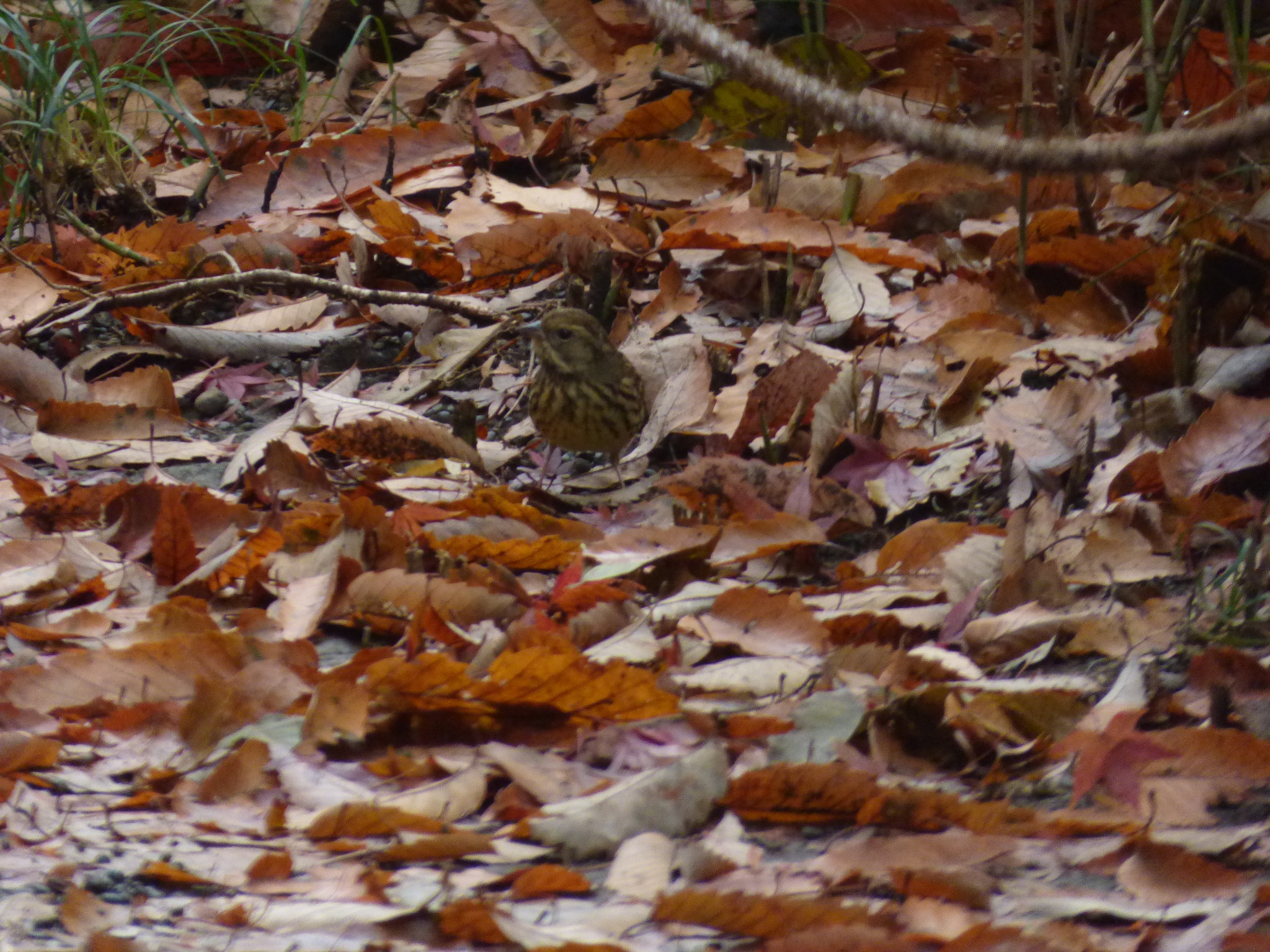 Masked Bunting