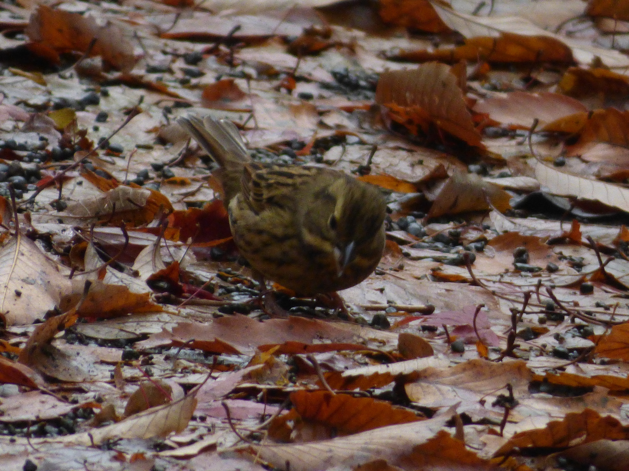 Masked Bunting