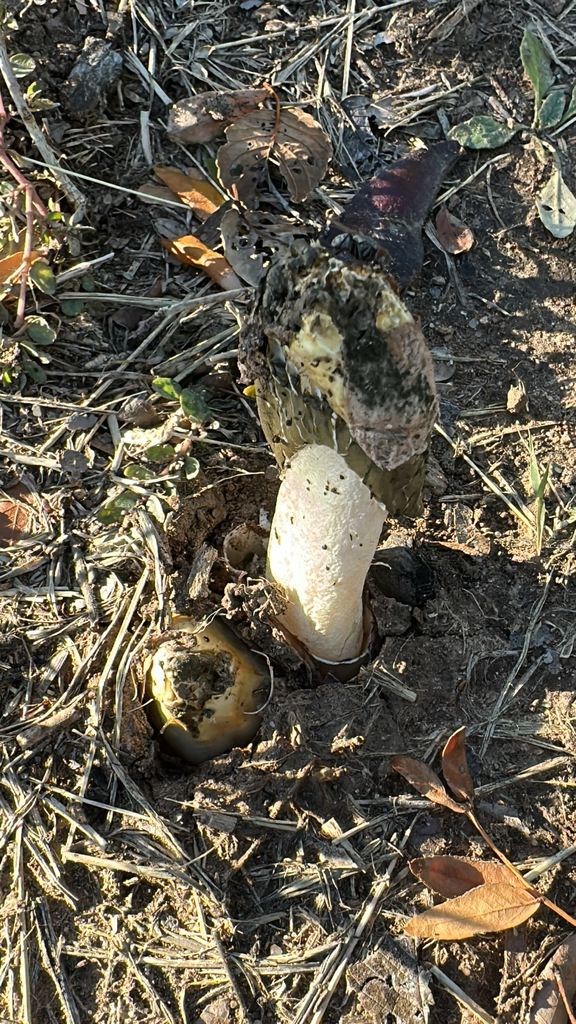 Phallus hadriani · November 2025 · photo: © calinsdad (iNaturalist, cc0)