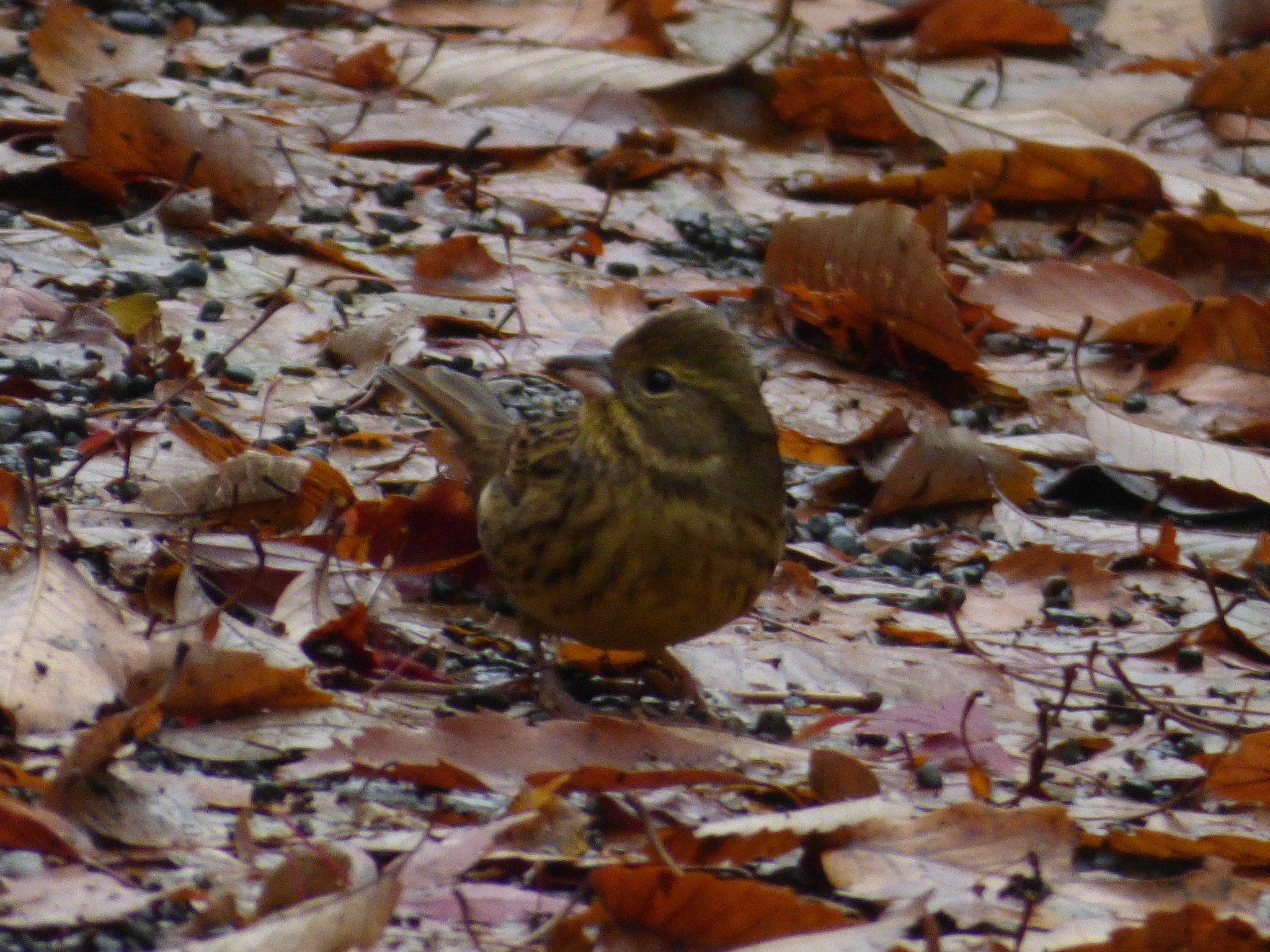 Masked Bunting