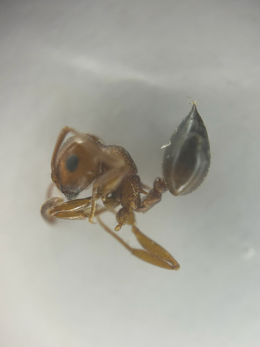 Crematogaster depilis